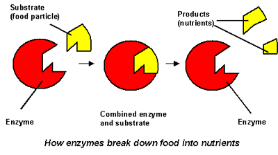 diagram-enzyme