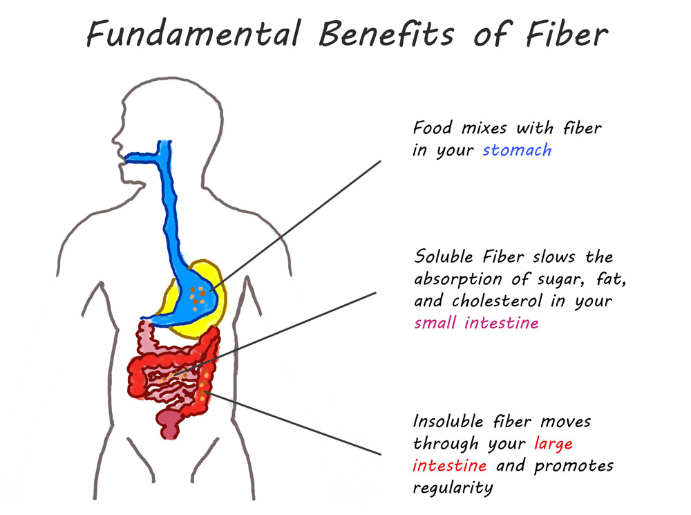 Diagram of the benefits of prebiotic fiber