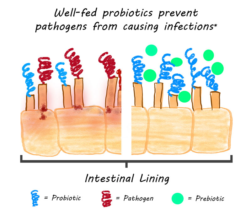 Illustration of how prebiotics feed probiotics, which helps prevent pathogens from causing infections